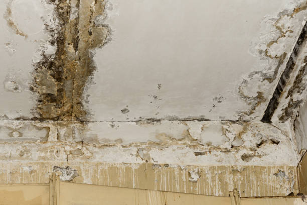 Best Black Mold Removal  in Vail, AZ