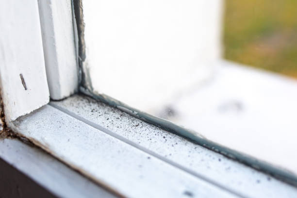 Best Mold Documentation for Insurance Claims  in Vail, AZ
