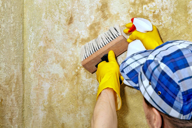 Best Mold Damage Restoration  in Vail, AZ