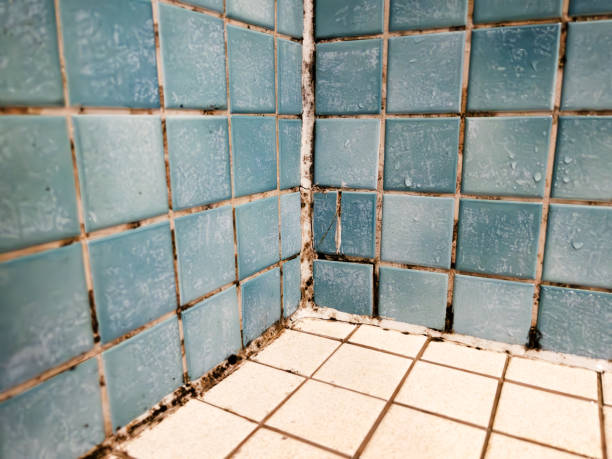 Biohazard Mold Removal in Vail, AZ