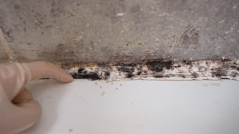 Best Mold Prevention Services  in Vail, AZ