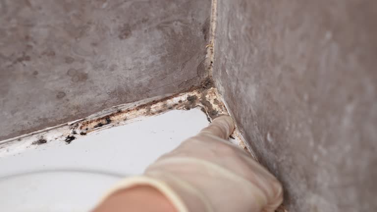 Best Black Mold Removal  in Vail, AZ