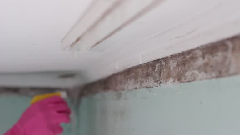 Best Post-Construction Mold Inspection  in Vail, AZ