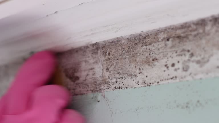 Vail, AZ Mold Removal Company